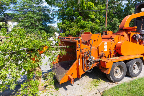 Best Dead Tree Removal  in USA